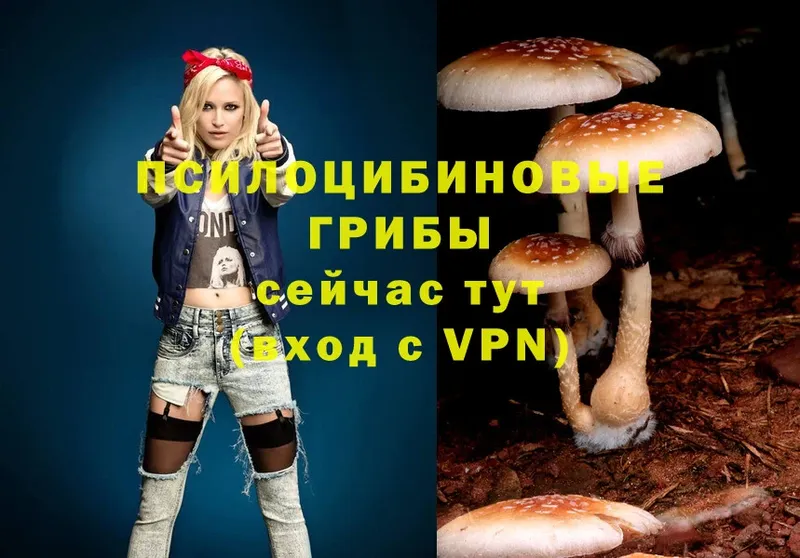 купить наркотик  гидра ссылка  Псилоцибиновые грибы Psilocybe  Симферополь 